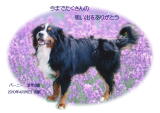 バーニーちゃんのメモリアル写真　ペット葬儀日：２０１０年４月１７日　茨城県よりご依頼